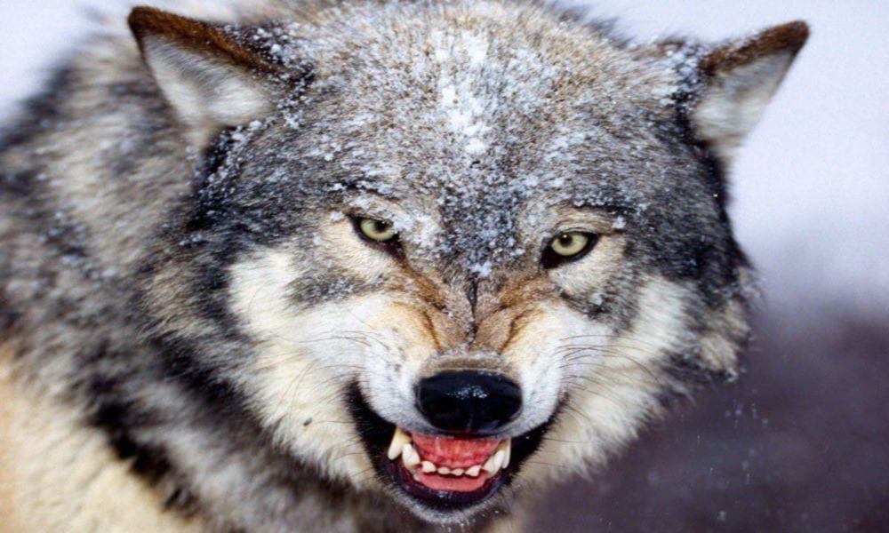 Wolf attack on two years old girl