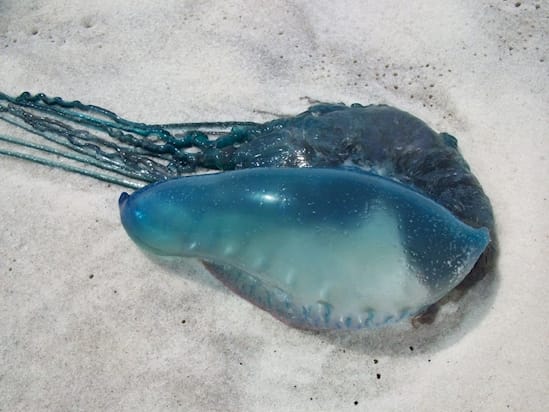 ‘Purple Bubble’ Floating On The Beach