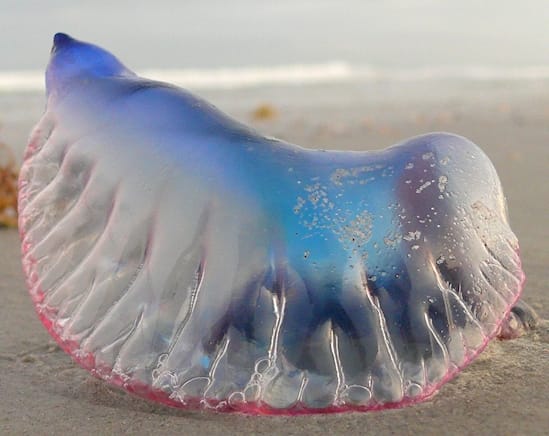 ‘Purple Bubble’ Floating On The Beach