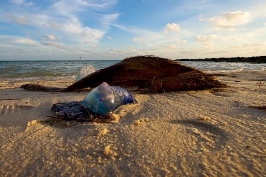 ‘Purple Bubble’ Floating On The Beach
