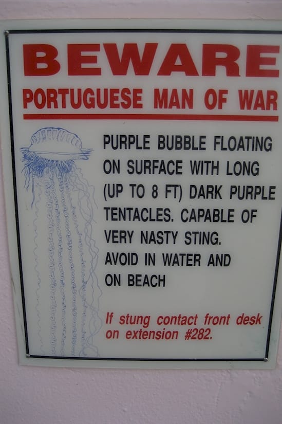 ‘Purple Bubble’ Floating On The Beach