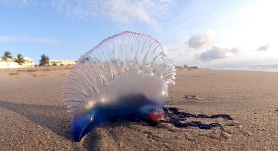 ‘Purple Bubble’ Floating On The Beach