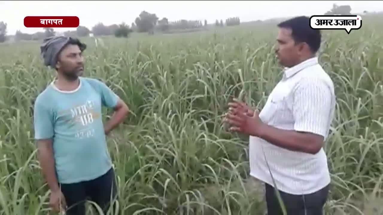किसान  