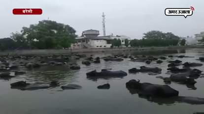 THE BUFFALOES OF COUNCILORS TAKING BATH IN BAREILLY PONDS