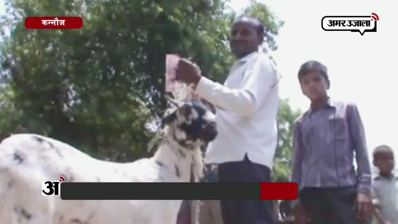 बकरी ने चबा लिया कैश