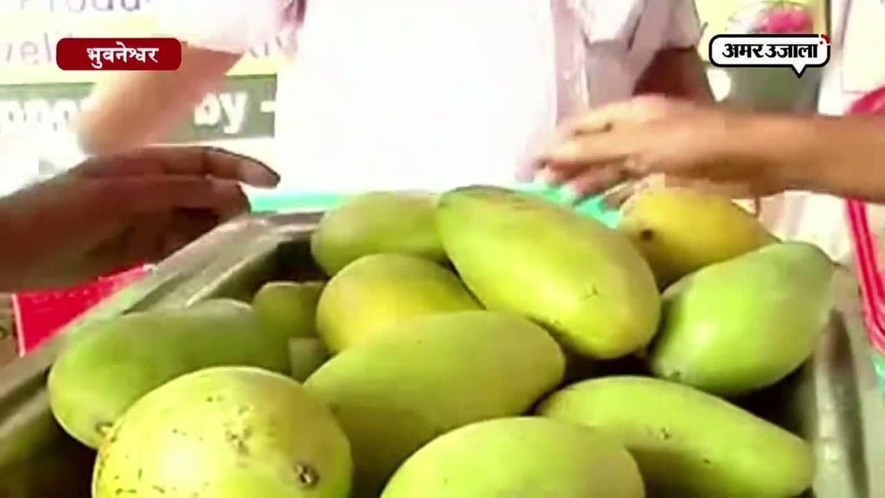 irani will taste of amroha mongoes  