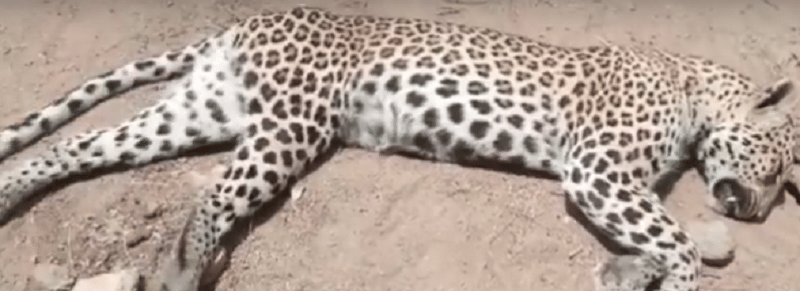 Panther's body found in rajsamand