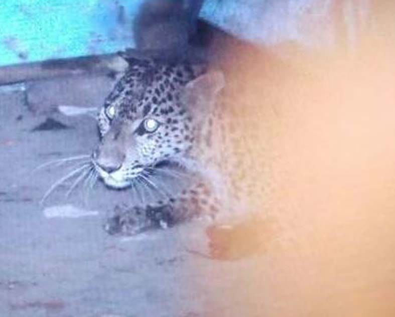 The woman was encouraged, the leopard caught
