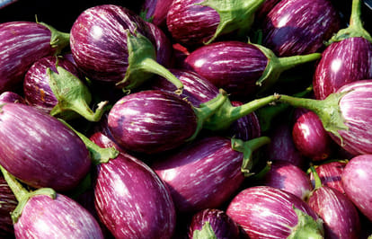 Death due to eating brinjal in vikas nagar