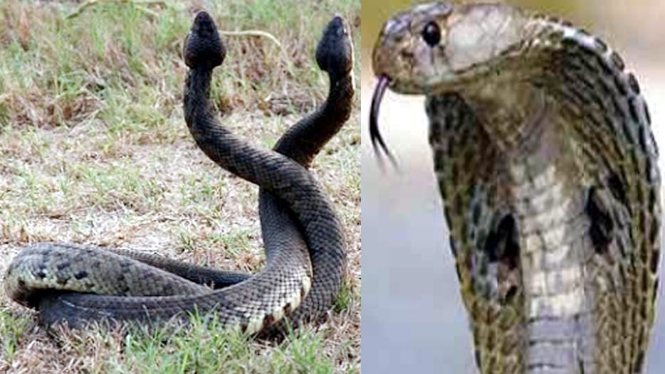 brutal murder of snake pair 