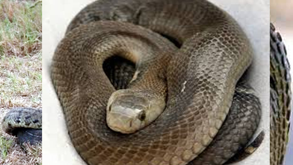 brutal murder of snake pair 