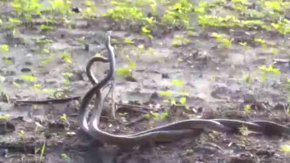 brutal murder of snake pair 