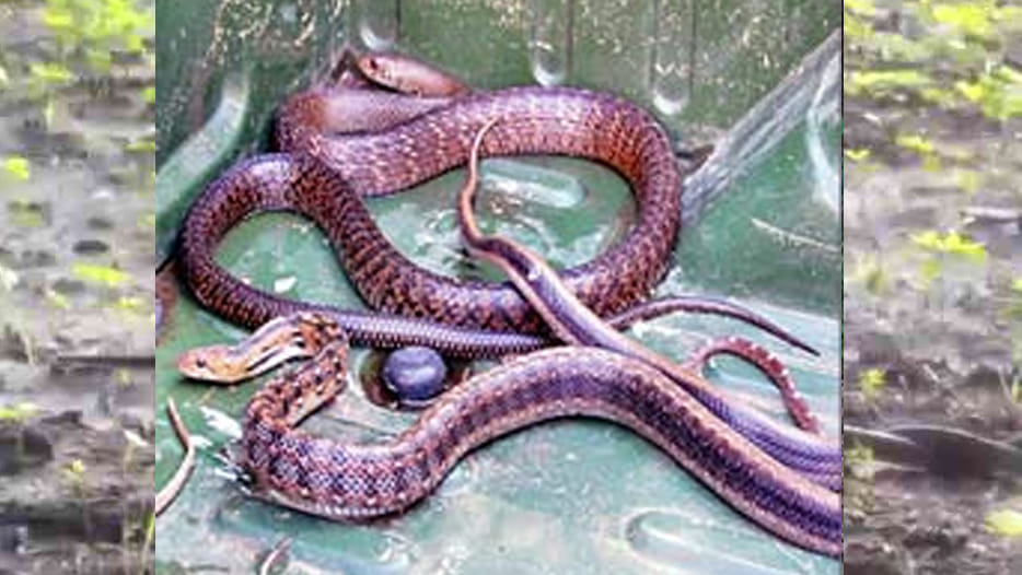 brutal murder of snake pair 