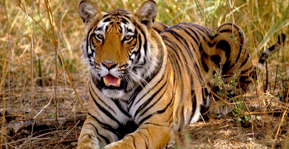 a couple of tiger will be  habitat in mthr from ranthambore