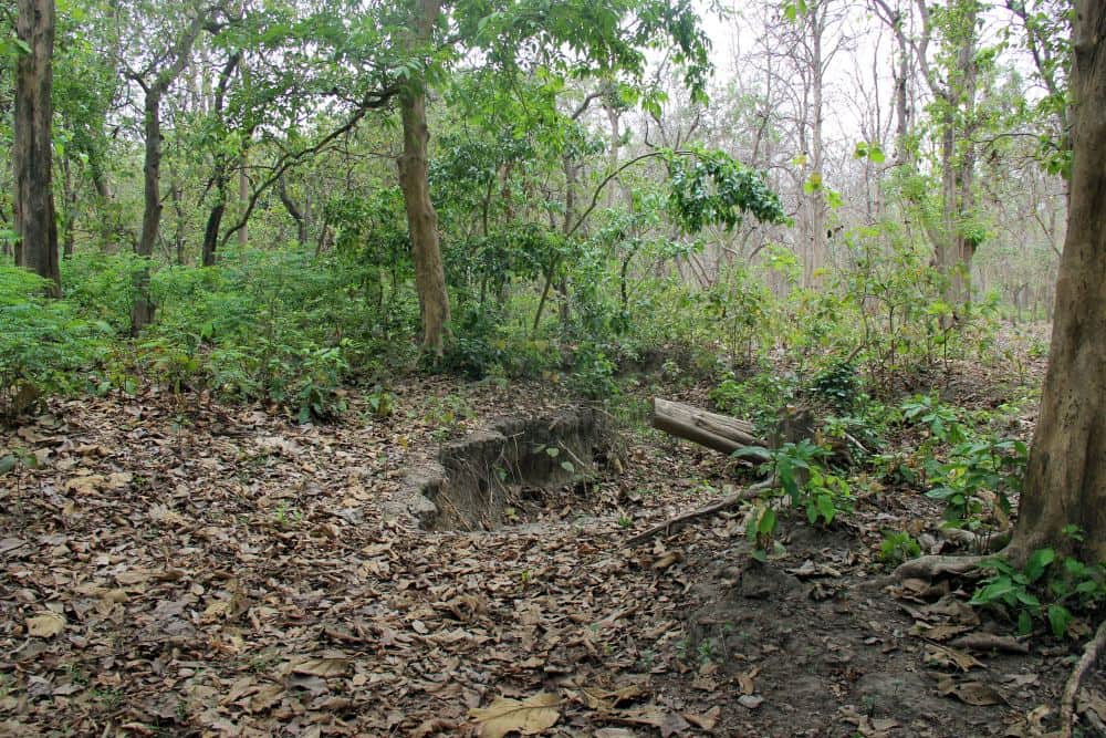 dangerous forest looted water from land