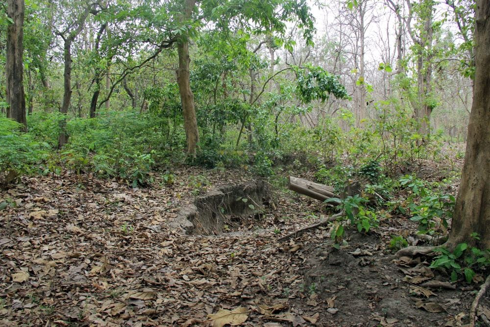 thal forest is in danger
