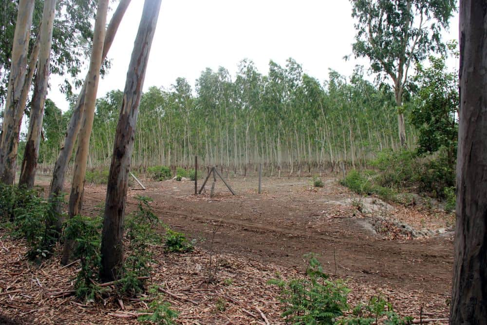 dangerous forest looted water from land