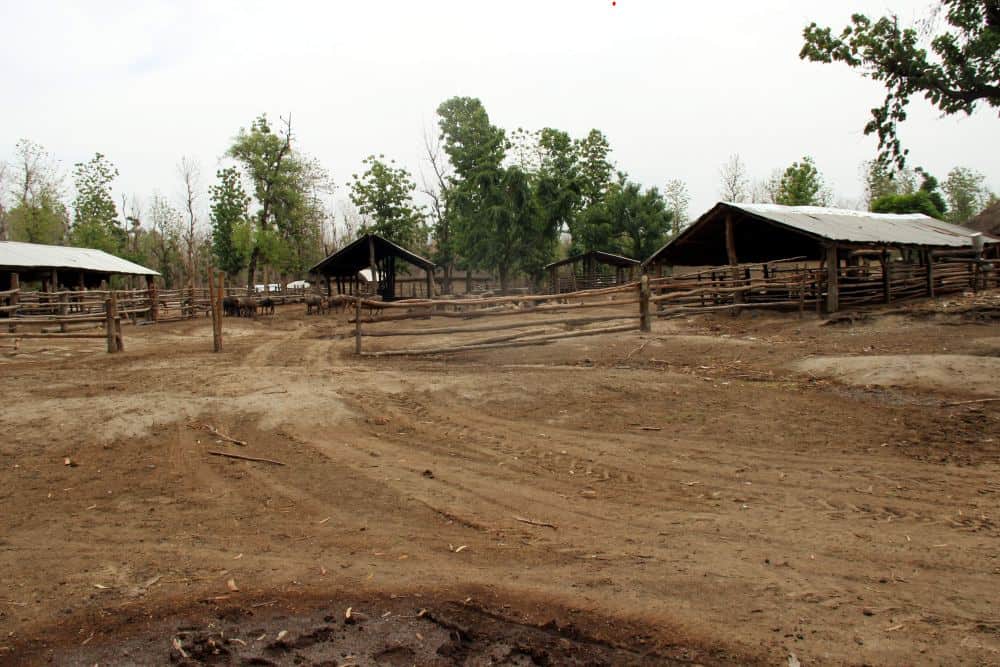 dangerous forest looted water from land