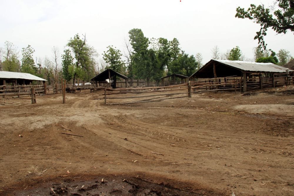 dangerous forest looted water from land
