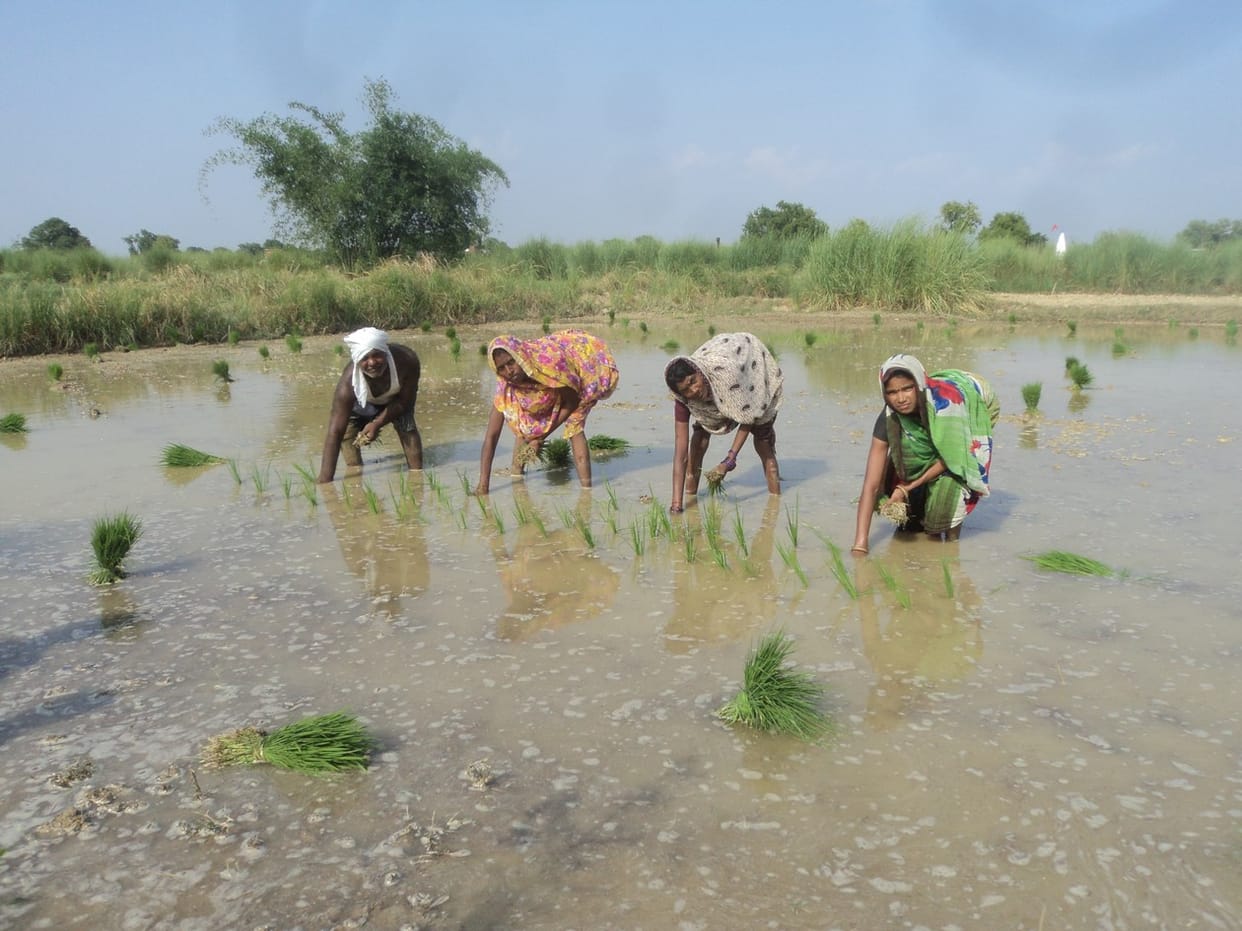 Started transplanting of rice seed