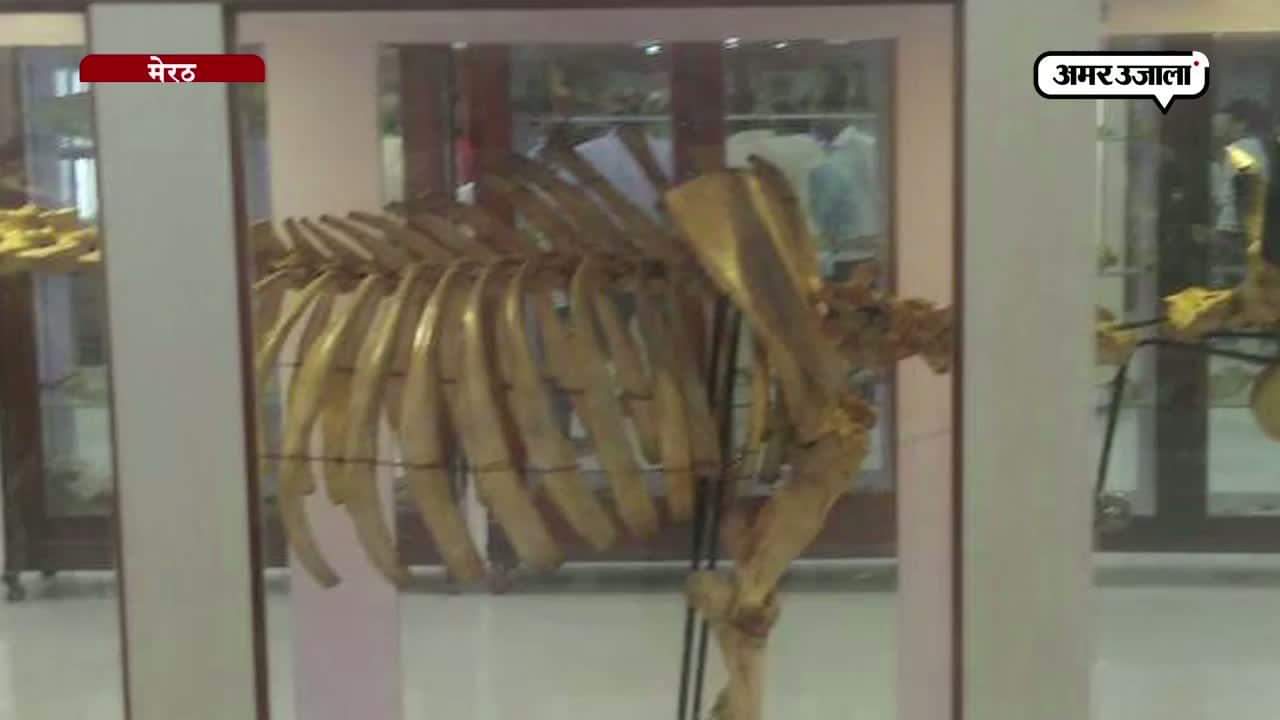 जूलॉजी म्यूजियम