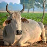 डेमो पिक