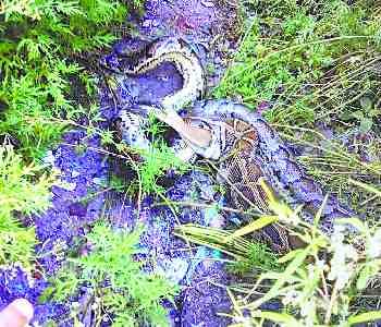 The dragon swallowed the jackal