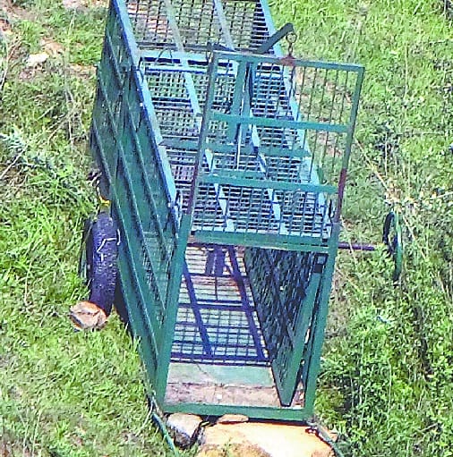 Forest department has caged for leopard catch