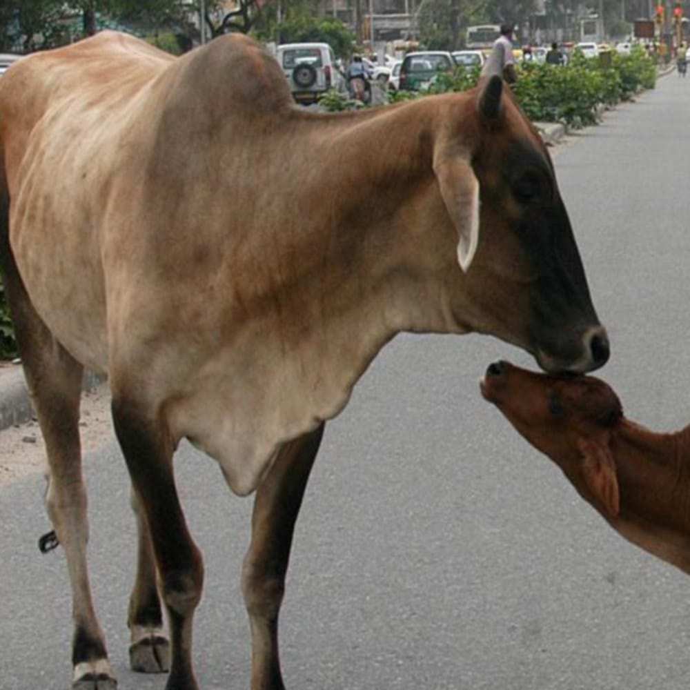 Uttarakhand chief minister become Cow servant