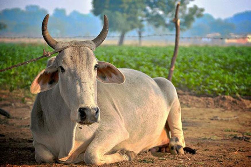 Dr. Harsh Vardhan says in China, India will prove importance of cow through science