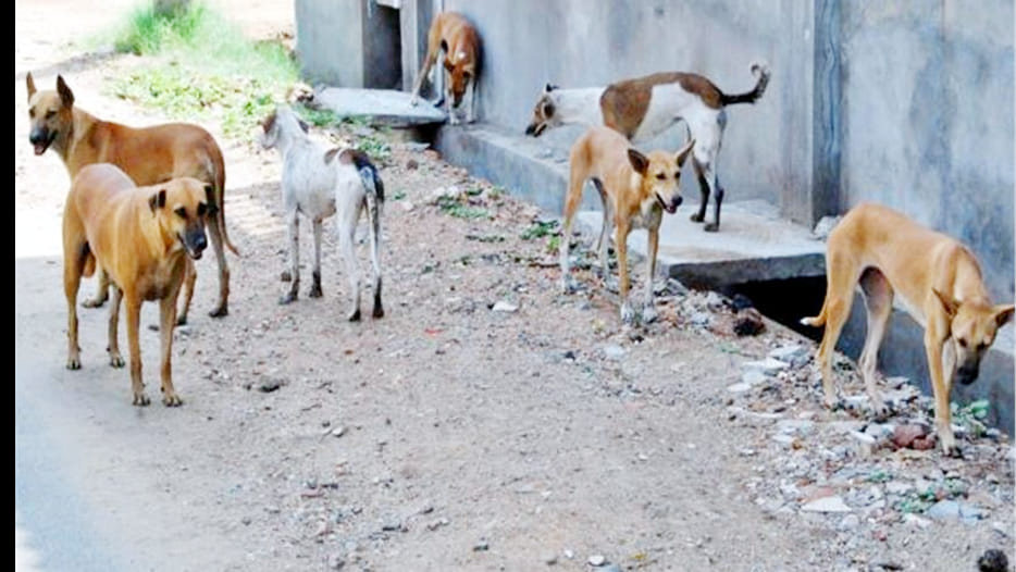 Saraf dies due to stray dog attack in etah