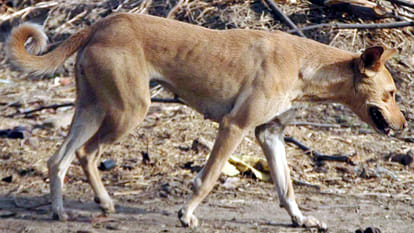 wild dogs panic in kannauj