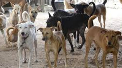 wild dogs panic in kannauj