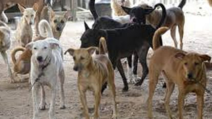 Street dogs attack eight year old child in Bareilly