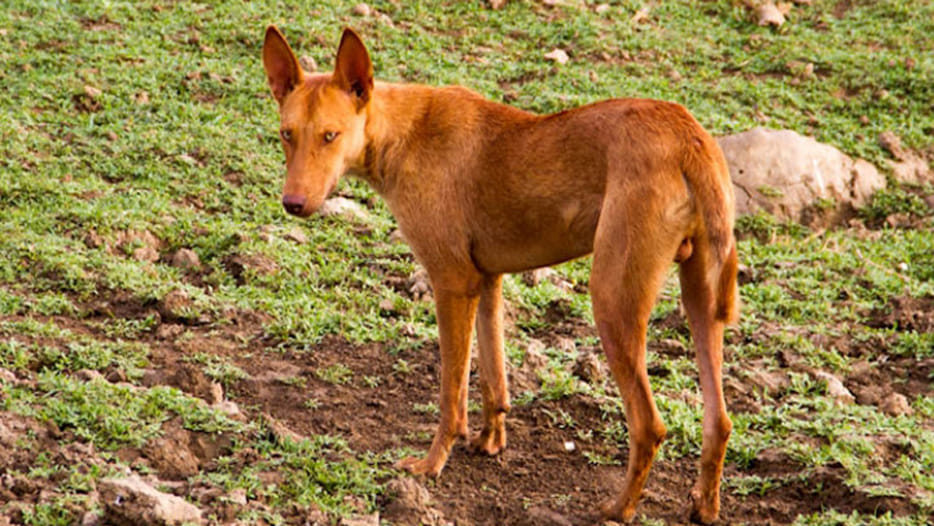 wild dogs panic in kannauj