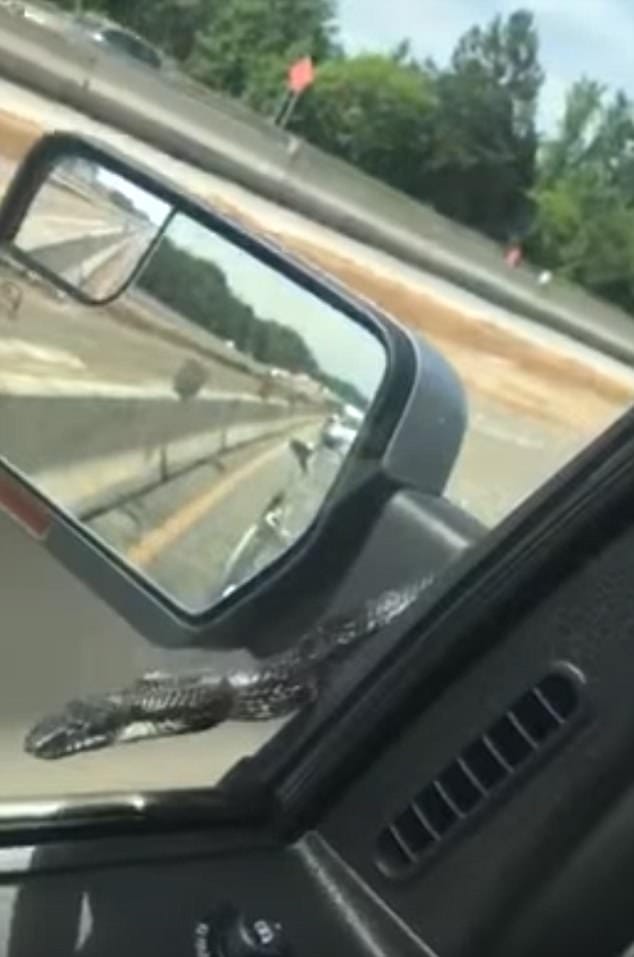Terrifying moment big snake crawls up moving car on a Georgia highway