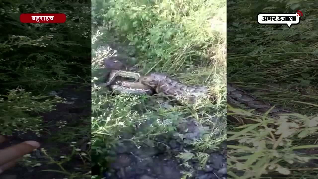 अजगर ने एक सियार को निगला