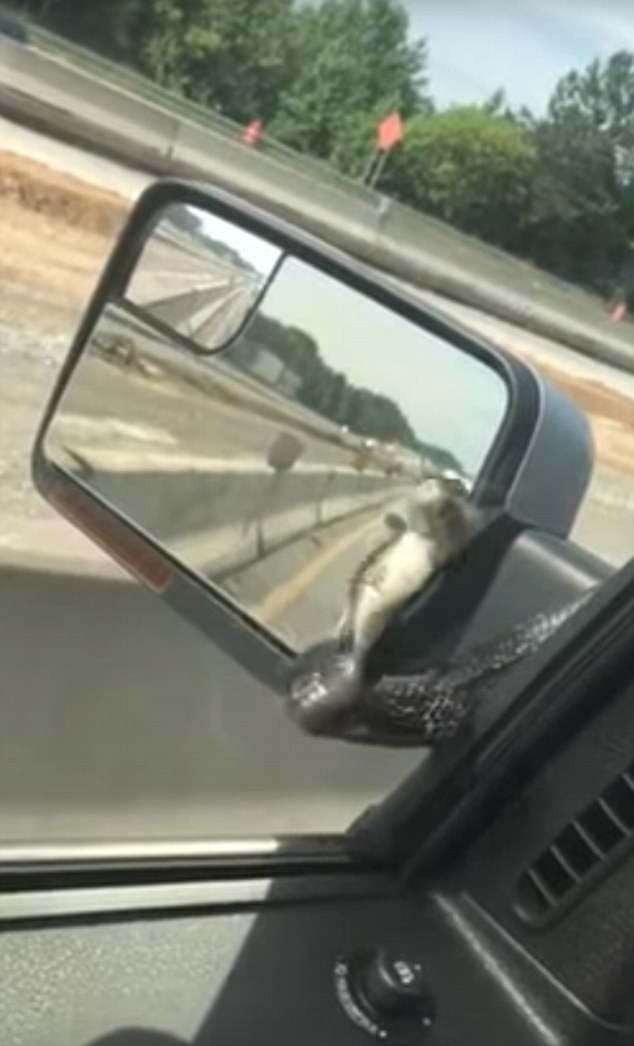 Terrifying moment big snake crawls up moving car on a Georgia highway