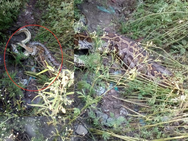 python swallowed a jackal in bahraich.