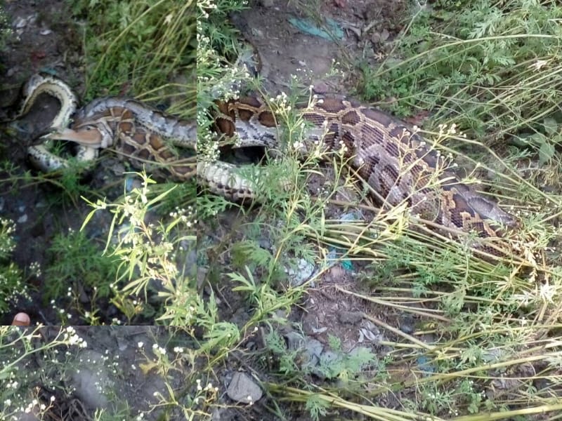 python swallowed a jackal in bahraich.