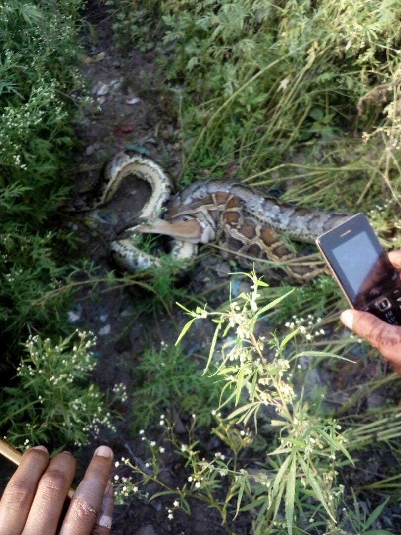 python swallowed a jackal in bahraich.