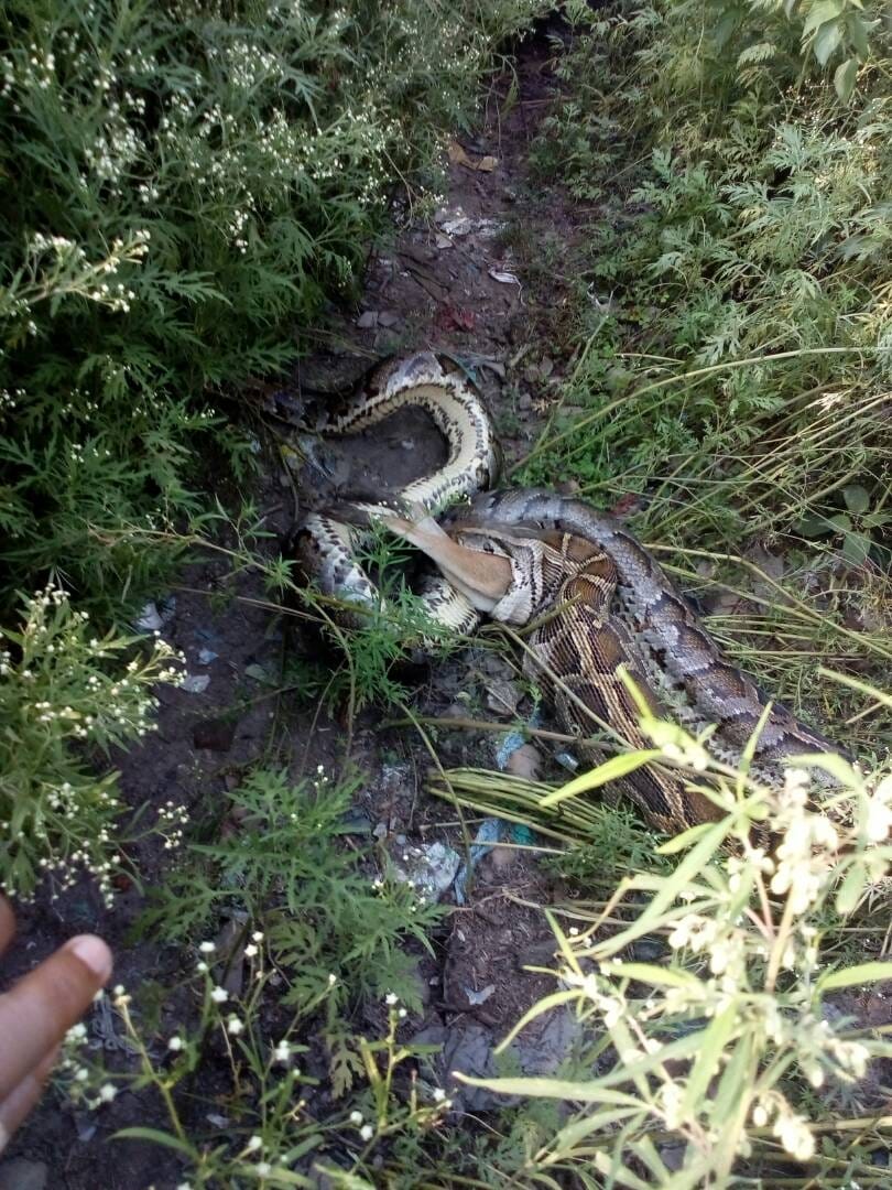python swallowed a jackal in bahraich.