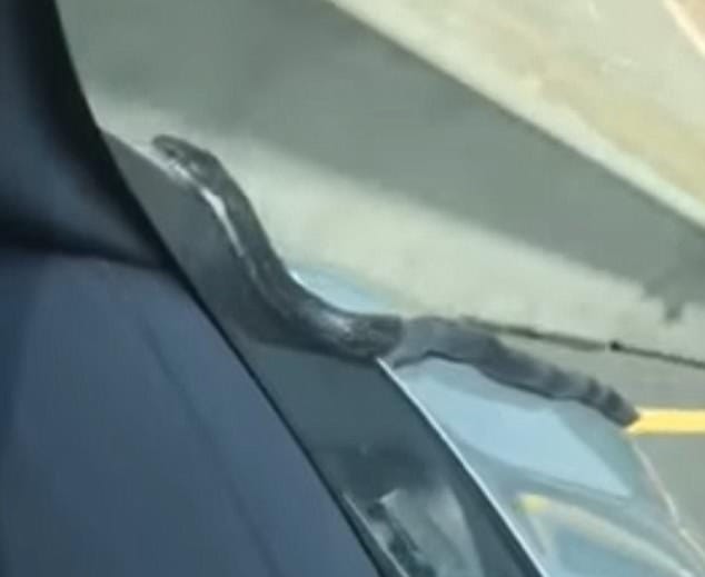 Terrifying moment big snake crawls up moving car on a Georgia highway
