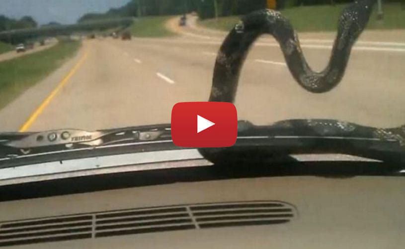 Terrifying moment big snake crawls up moving car on a Georgia highway