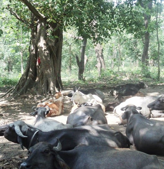 Jungle Beets Pasture