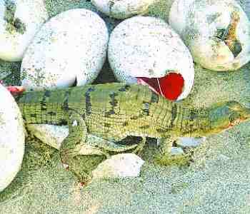 300 little crocodile out from six nests
