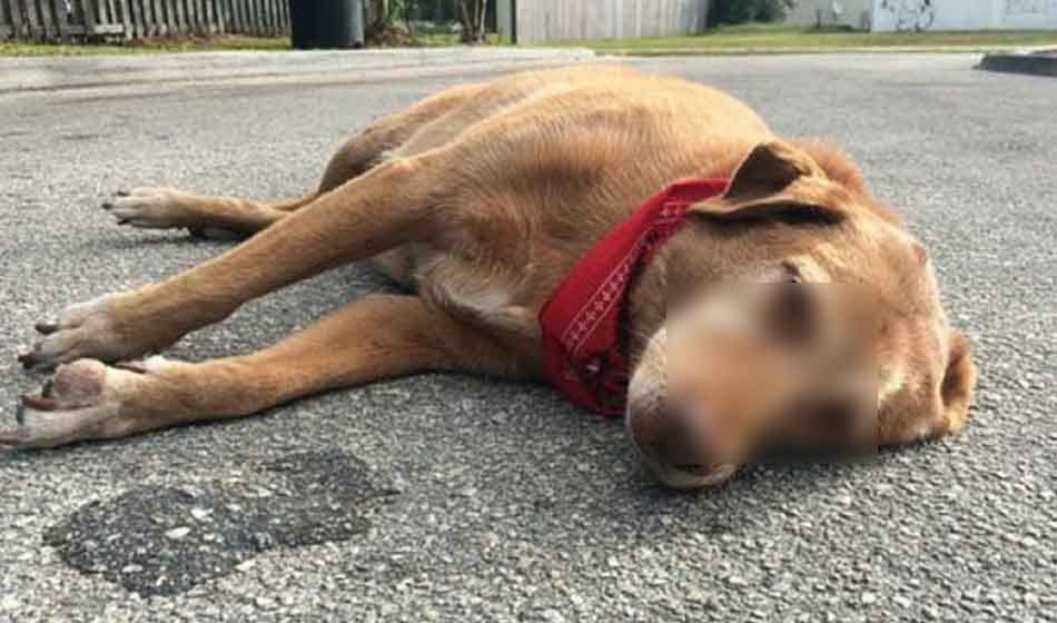 dog died in a car crash in delhi case registered against twelve person