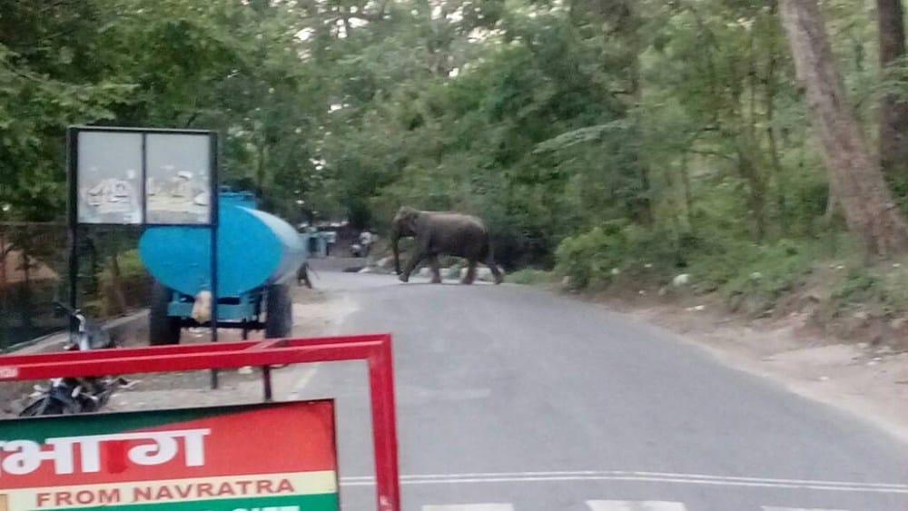 elephants in nationl highway