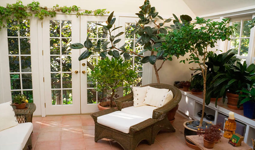 do not keep bonsai tree at home
