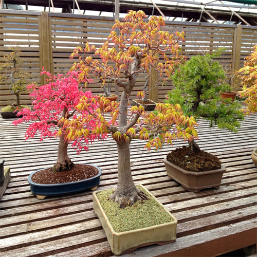 do not keep bonsai tree at home